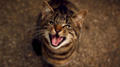 5 choses que votre chat essaie de vous dire en miaulant