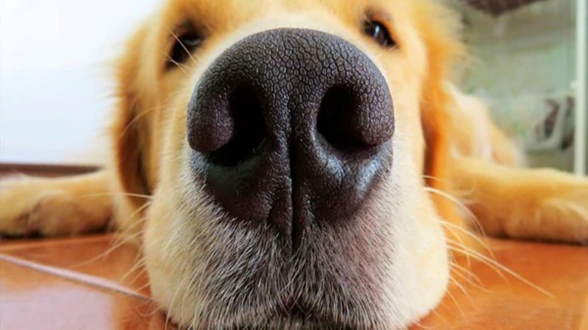 5 odeurs que les chiens ne supportent pas et que vous utilisez peut-être à la maison