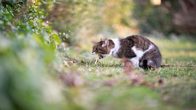 6 choses qui peuvent mettre fin à la vie de votre chat - évitez-les