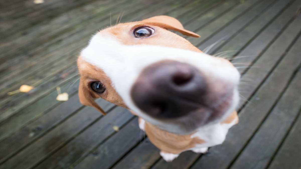 6 curiosités surprenantes sur les chiens que vous ne connaissez probablement pas