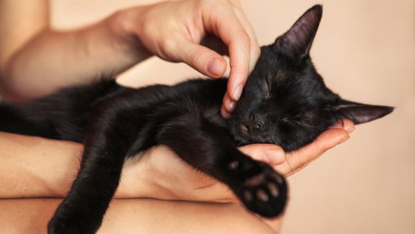 6 parties du corps où le chat aime être caressé