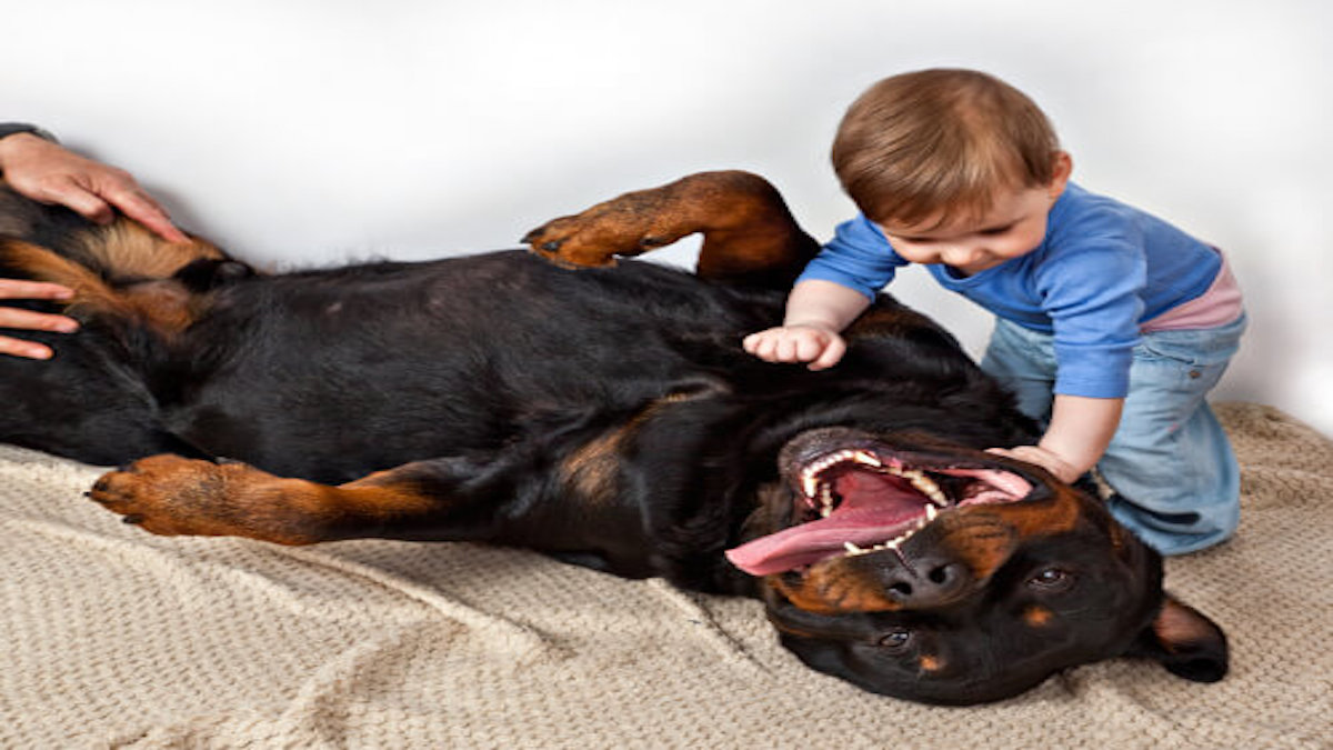 6 raisons pour lesquelles il est bon d'avoir un chien de race Rottweiler
