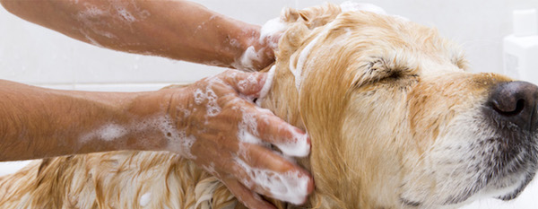 6 secrets pour que votre chien profite du bain