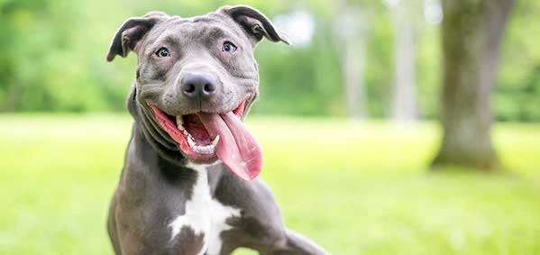 6 signes qui révèlent que votre chien est très heureux
