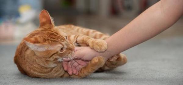 7 choses que font les chats lorsqu'ils veulent être caressés