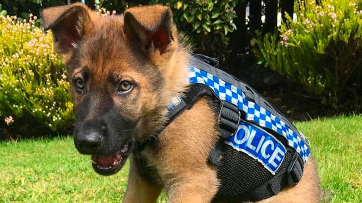 7 races de chiens parfaites pour être des chiens policiers