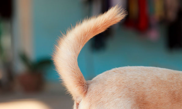 7 raisons pour lesquelles un chien remue la queue lorsqu'il vous voit