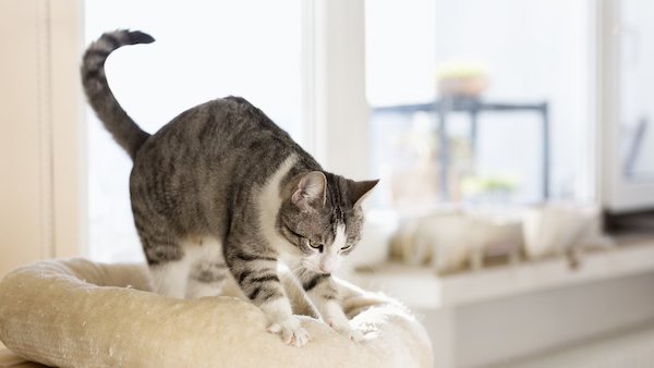 8 raisons pour lesquelles un chat pétrit ou masse une personne
