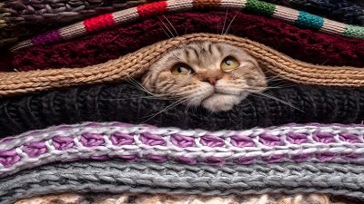 9 choses que fait un chat lorsqu'il meurt de froid