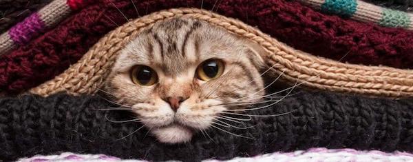 9 choses que fait un chat lorsqu'il meurt de froid 