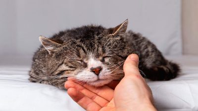 9 signes courants que les chats approchent de la fin de leur vie