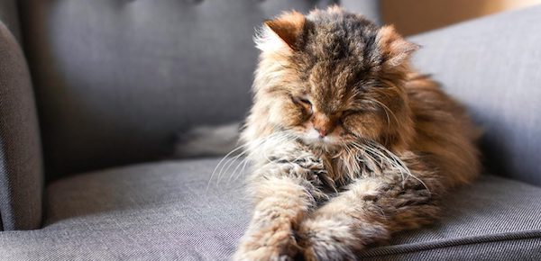 9 signes courants que les chats approchent de la fin de leur vie