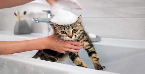 À quelle fréquence devez-vous laver votre chat ? La réponse des experts