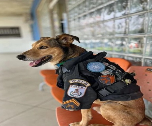 Cabo Oliveira, le chien abandonné devenu la star canine de la police de Rio