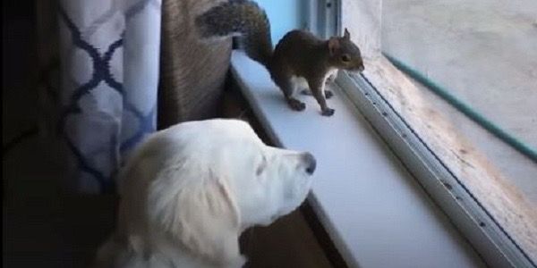 Ce bébé écureuil qui a perdu sa mère se précipite vers le pitbull pour lui demander de l’aide