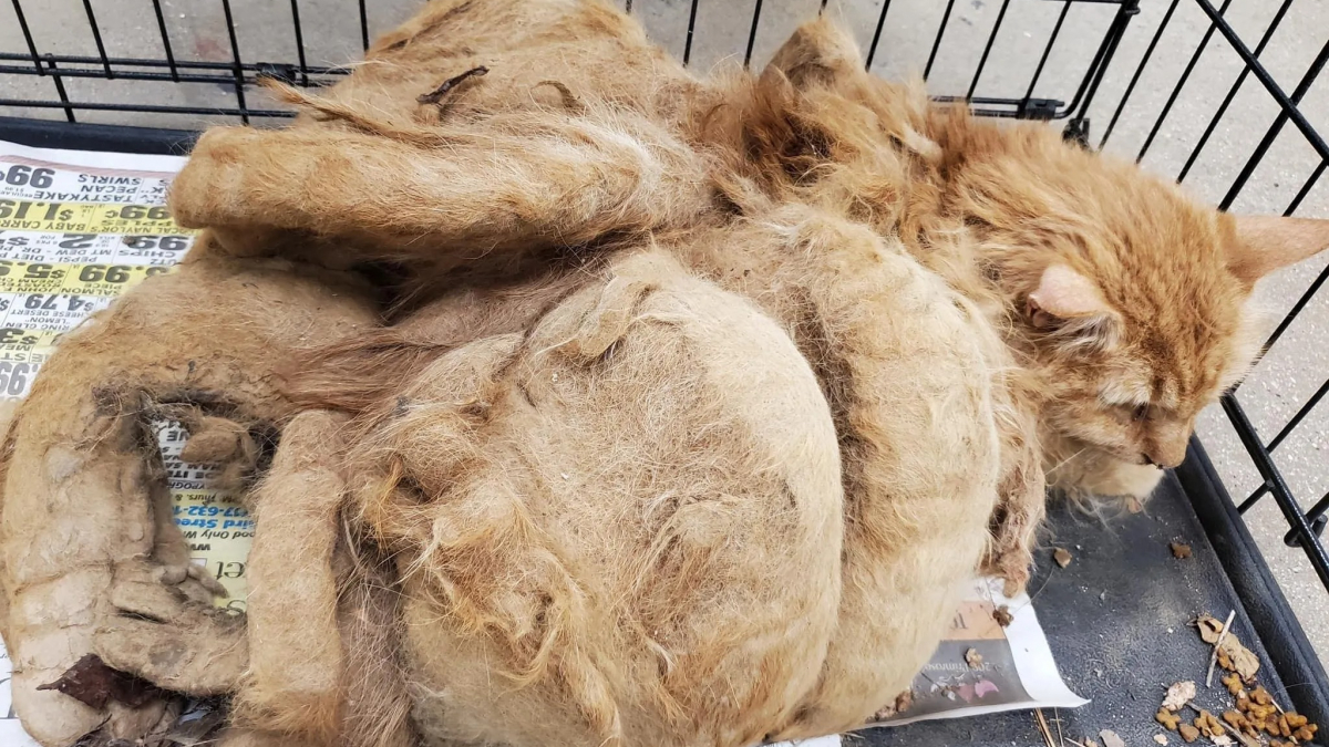 Ce chat errant avait plus d’1,5 kg de poils emmêlés, sa transformation est impressionnante
