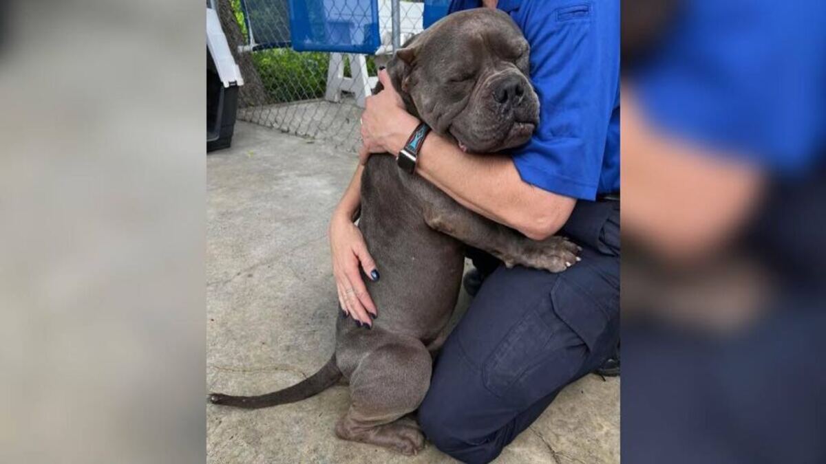 Ce chien abandonné et errant remercie les sauveteurs avec des gros câlins, une scène touchante