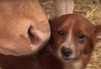 Ce chien s’effondre quand les propriétaires vendent son amie la vache, il s’enfuit pour la retrouver