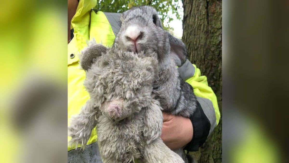 Ce lapin abandonné dans une caisse refuse de se séparer sa peluche tant il est effrayé