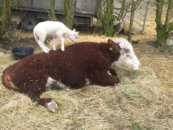 Ce taureau sauvé d’un abattoir et en fauteuil roulant se lie d’amitié avec un mouton, ils sont inséparables
