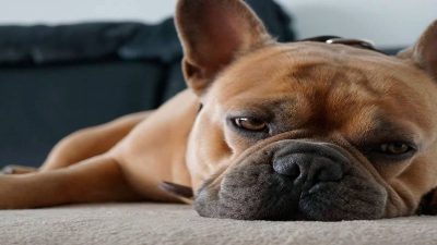 Ces 7 signes qui révèlent que votre chien s'ennuie