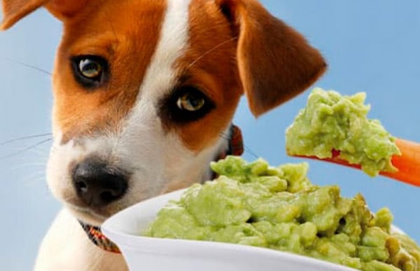 Ces aliments que votre chien ne devrait jamais manger, ils peuvent même être mortels