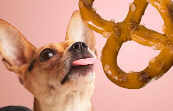 Ces aliments que votre chien ne devrait jamais manger, ils peuvent même être mortels