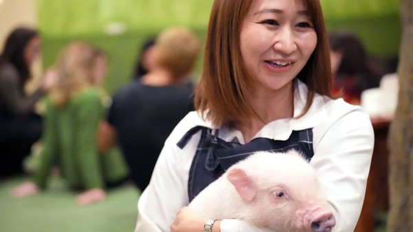 Ces cafés inédits pour cochons au Japon attirent des personnes du monde entier
