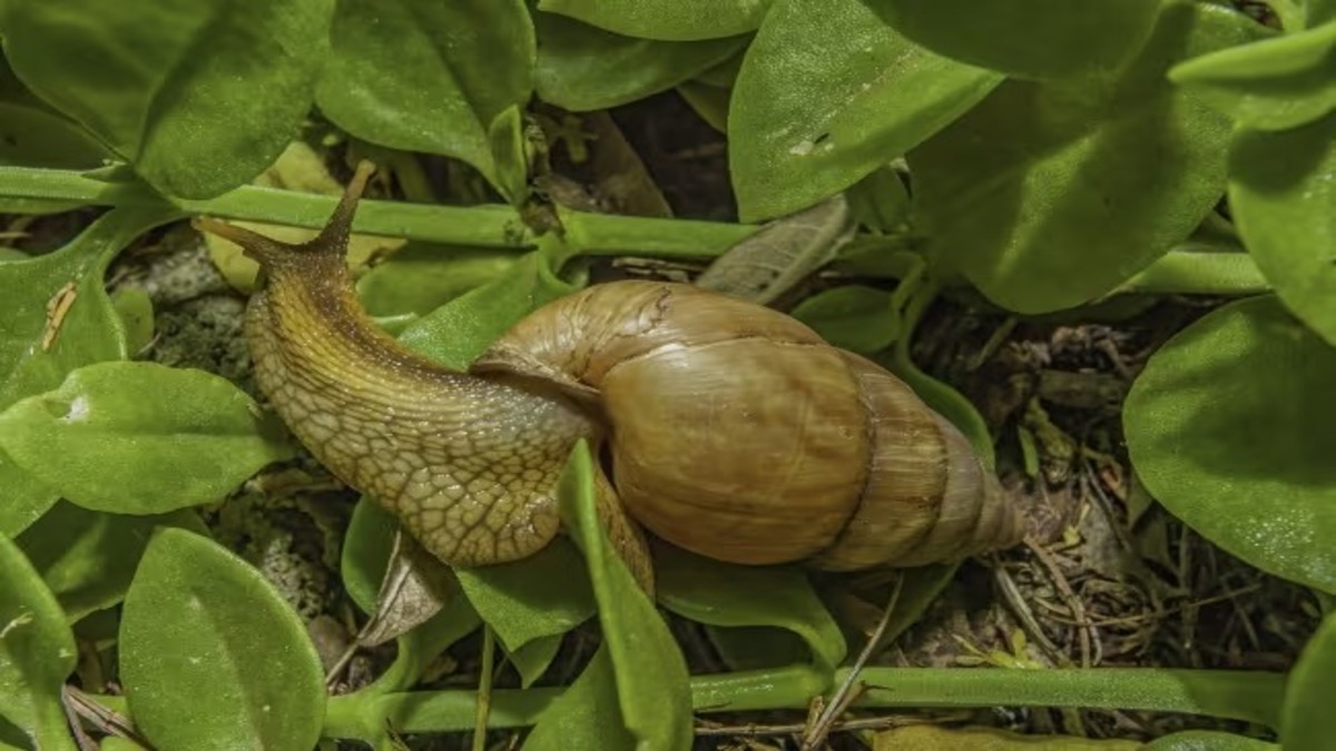 Cet escargot géant crache des parasites pouvant affecter le cerveau humain
