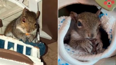 Cette famille trouve un bébé écureuil abandonné par sa mère, leur vie va basculer pour toujours