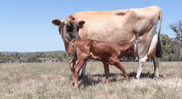 Cette vache cache son nouveau-né pour ne pas qu’on lui vole, une réaction émouvante