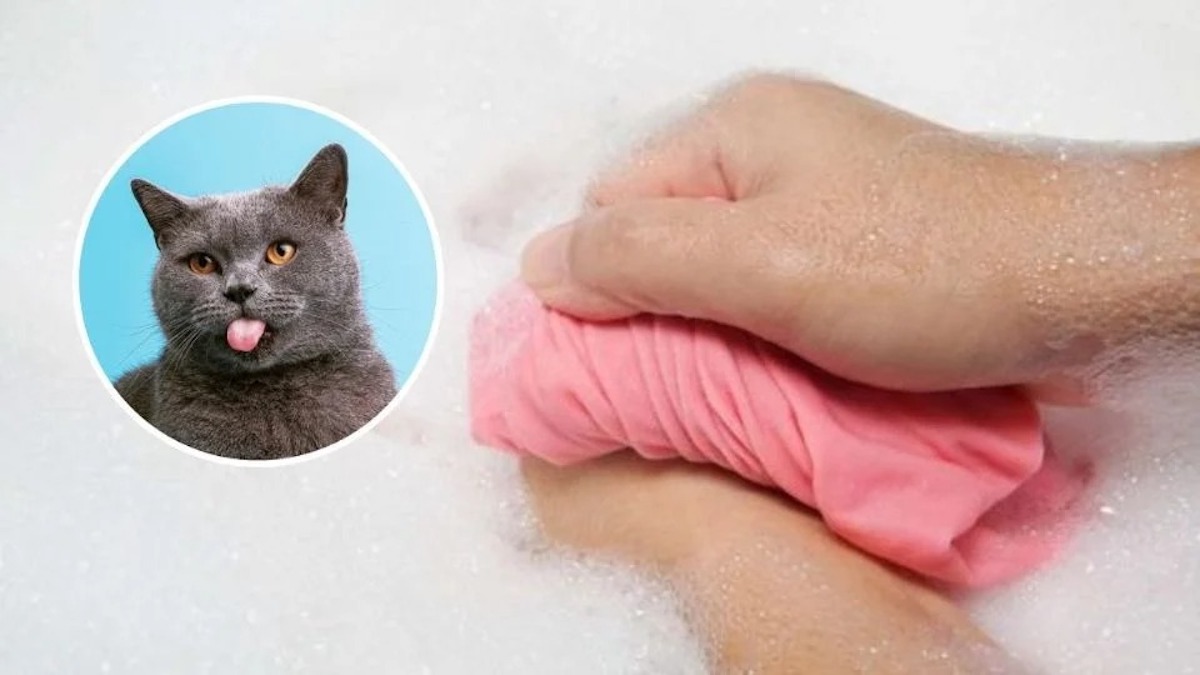 3 astuces faciles et infaillibles pour se débarrasser des poils de chat sur les vêtements