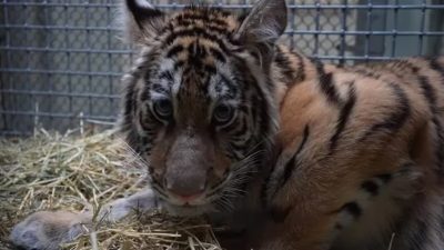 Le triste sauvetage d'un tigre du Bengale qui a survécu à des fractures et à une atrophie musculaire