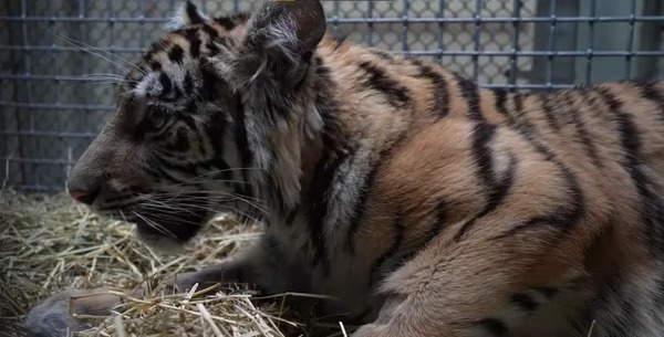 Le triste sauvetage d'un tigre du Bengale qui a survécu à des fractures et à une atrophie musculaire