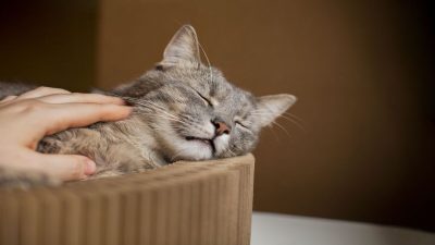 Comment un chat heureux dort-il Découvrez sa posture révélatrice
