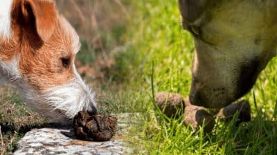 Coprophagie : les raisons pour lesquelles les chiens mangent leurs excréments