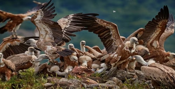 Curiosités sur les vautours que vous ne connaissiez peut-être pas