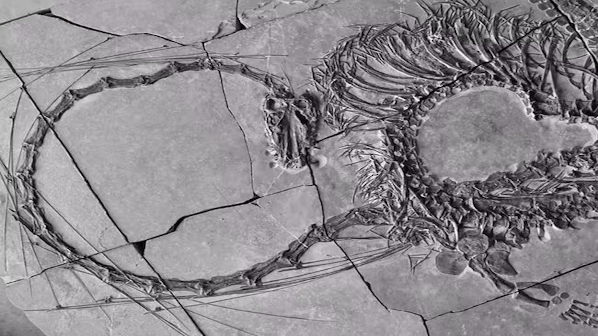 De nouveaux fossiles révèlent un « dragon chinois » vieux de 240 millions d’années