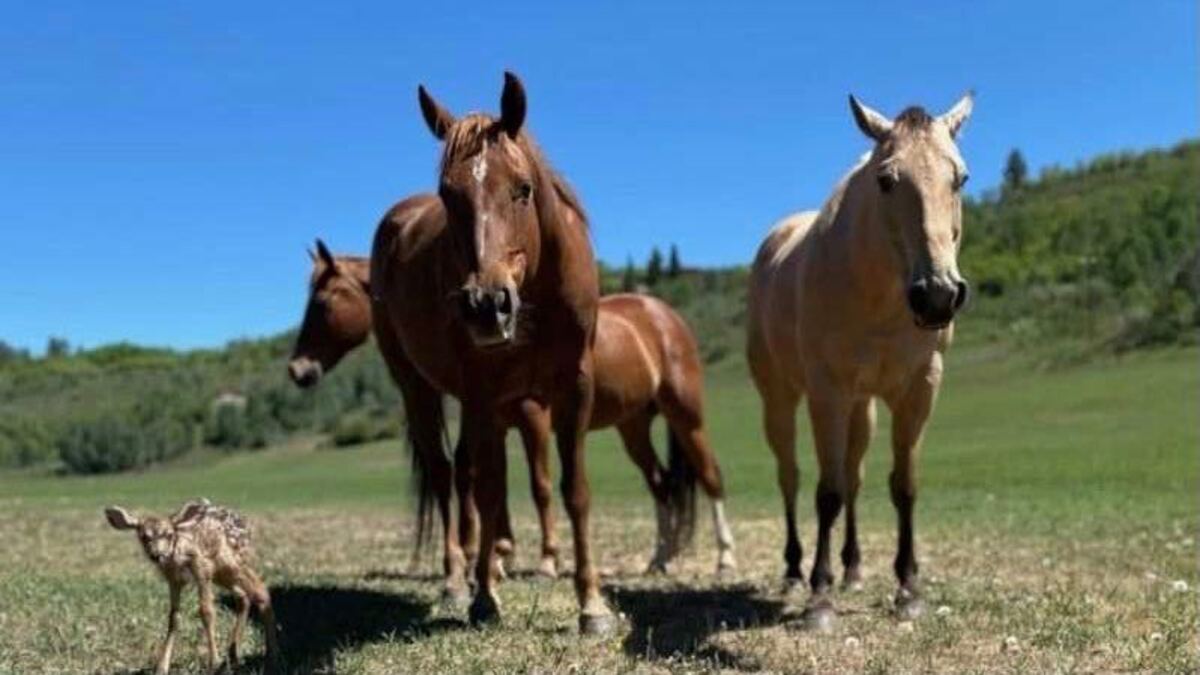Des chevaux protègent un faon que sa mère a laissé seul pour aller chercher de la nourriture