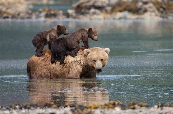 Des marins sauvent des oursons de la noyade, la mère ourse a une réaction étonnante