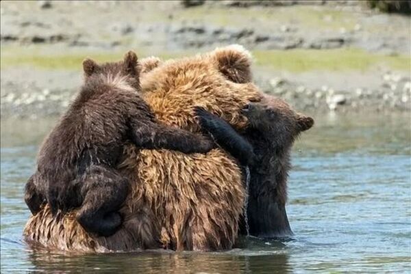 Des marins sauvent des oursons de la noyade, la mère ourse a une réaction surprenante