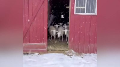 Des moutons dans un refuge découvrent pour la 1re fois la neige