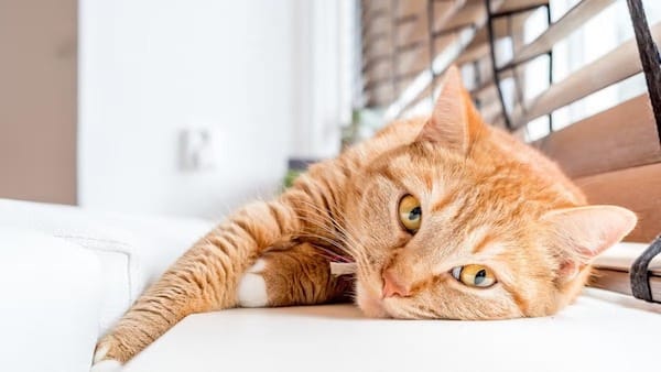 12 faits étranges sur les chats que vous ne connaissez probablement pas