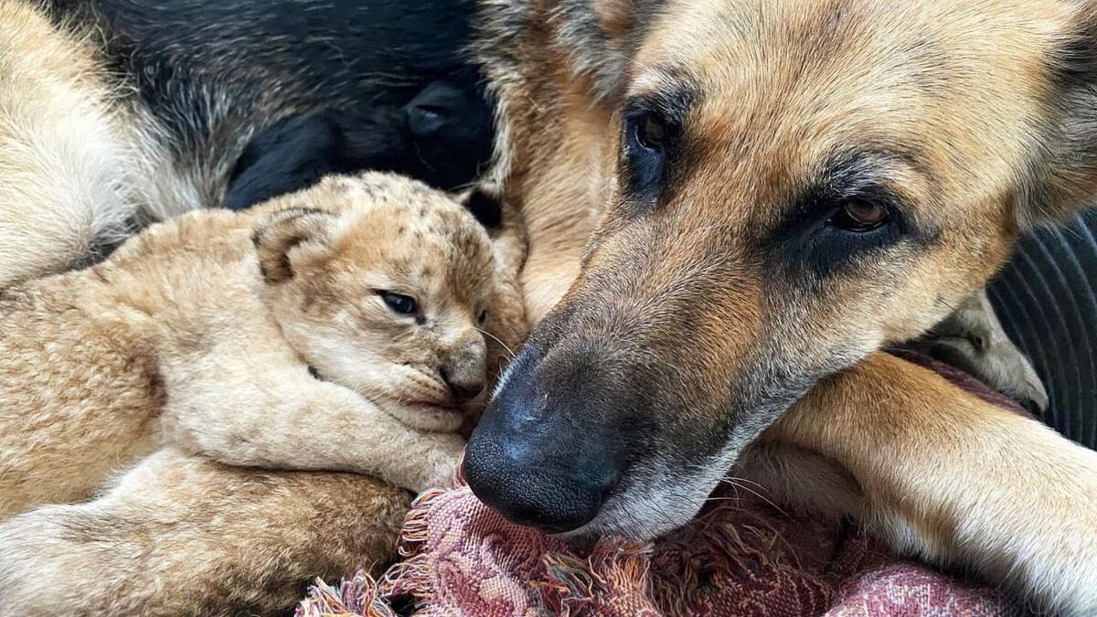 Cette chienne adopte 2 lionceaux que leur mère a rejetés, une scène incroyable