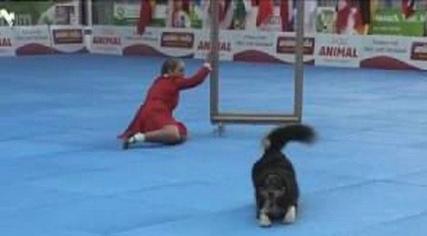 Elle participe avec son chien au championnat du monde, ils laissent le public sans voix