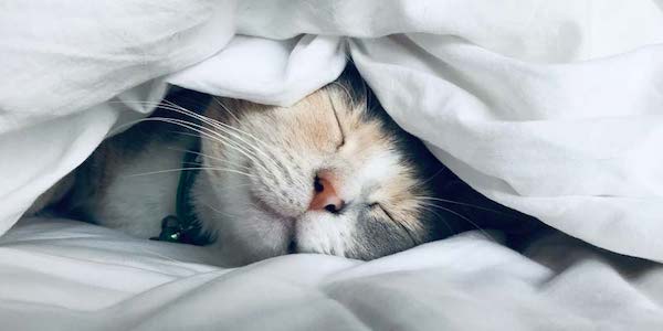Est-il vraiment bon de couvrir les chats pour dormir ? Voici la réponse