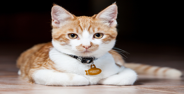 Est-il pratique pour les chats de porter des colliers ?