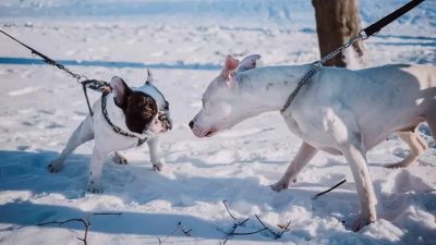 Harnais ou collier : quelles races de chiens doivent utiliser l'un ou l'autre ?