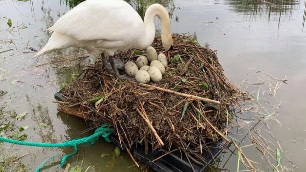 Il construit un radeau pour sauver une mère cygne et ses œufs en danger