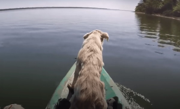 Il fait du kayak quand il entend soudainement un chien hurler